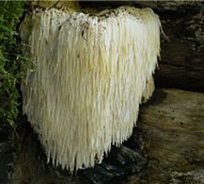 Mushroom Magic Mushroom Magic