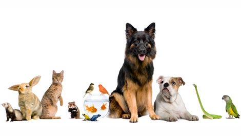 The Healing Power of Pets